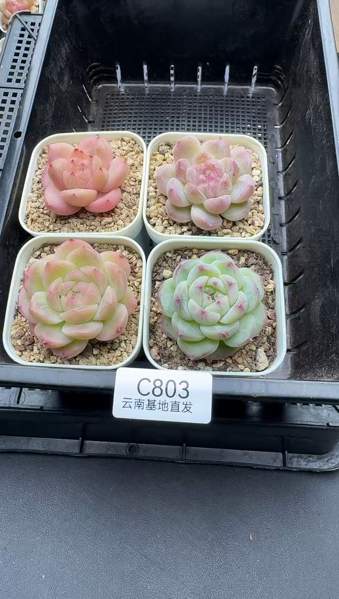 珍妮杂交多肉C803