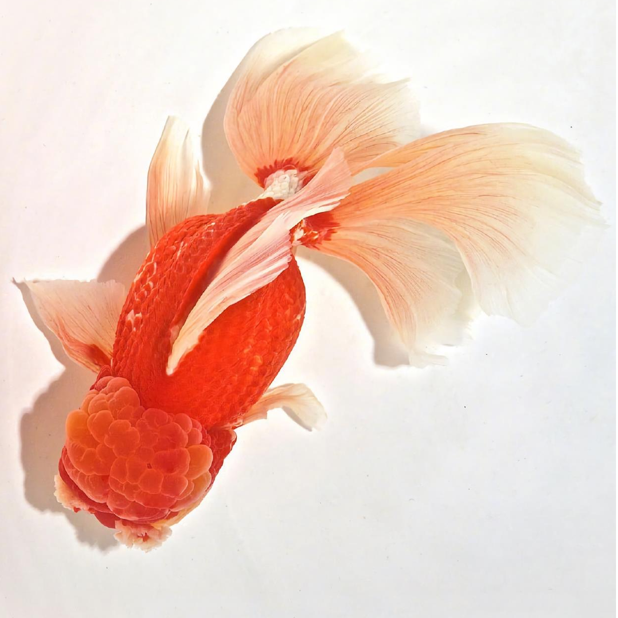 大冷水金鱼鸿运当头国狮龙睛混搭发货介意勿拍！！！！