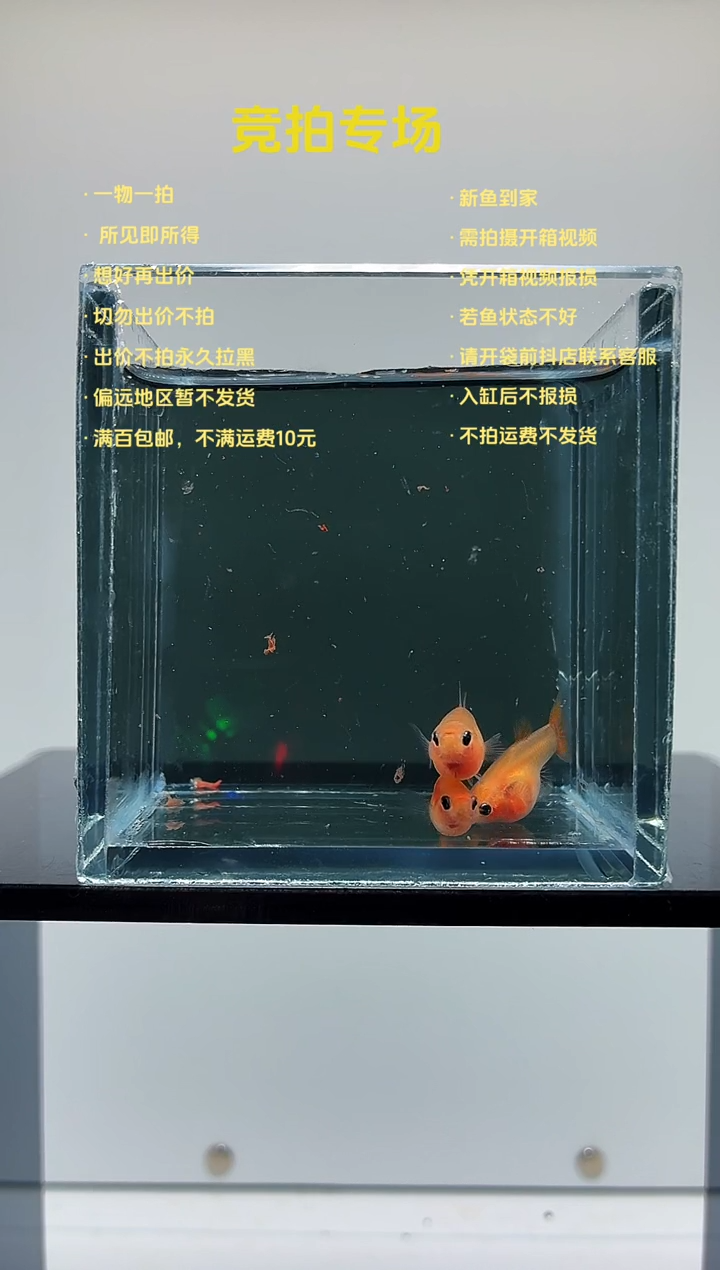 孔雀鱼皇家落日一公两母-78