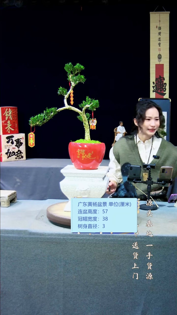 【闪购商品】黄杨盆景黄杨盆景