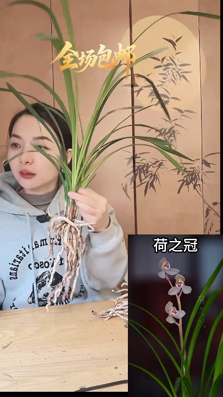 当前无花栽培后可以开花：荷之冠