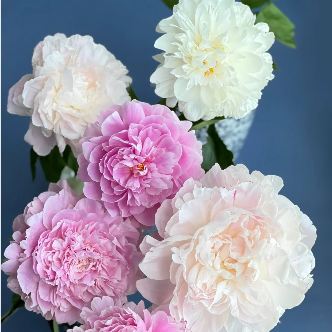 【王安园艺】内蒙进口品种芍药鲜切花水培居家办公室花材