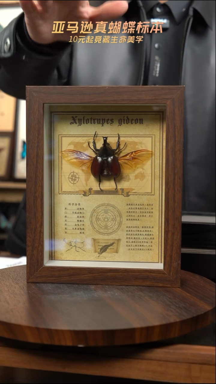 我**贝机兜展翅款8寸复古框