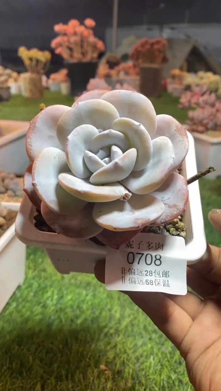 【闪购商品】0708a