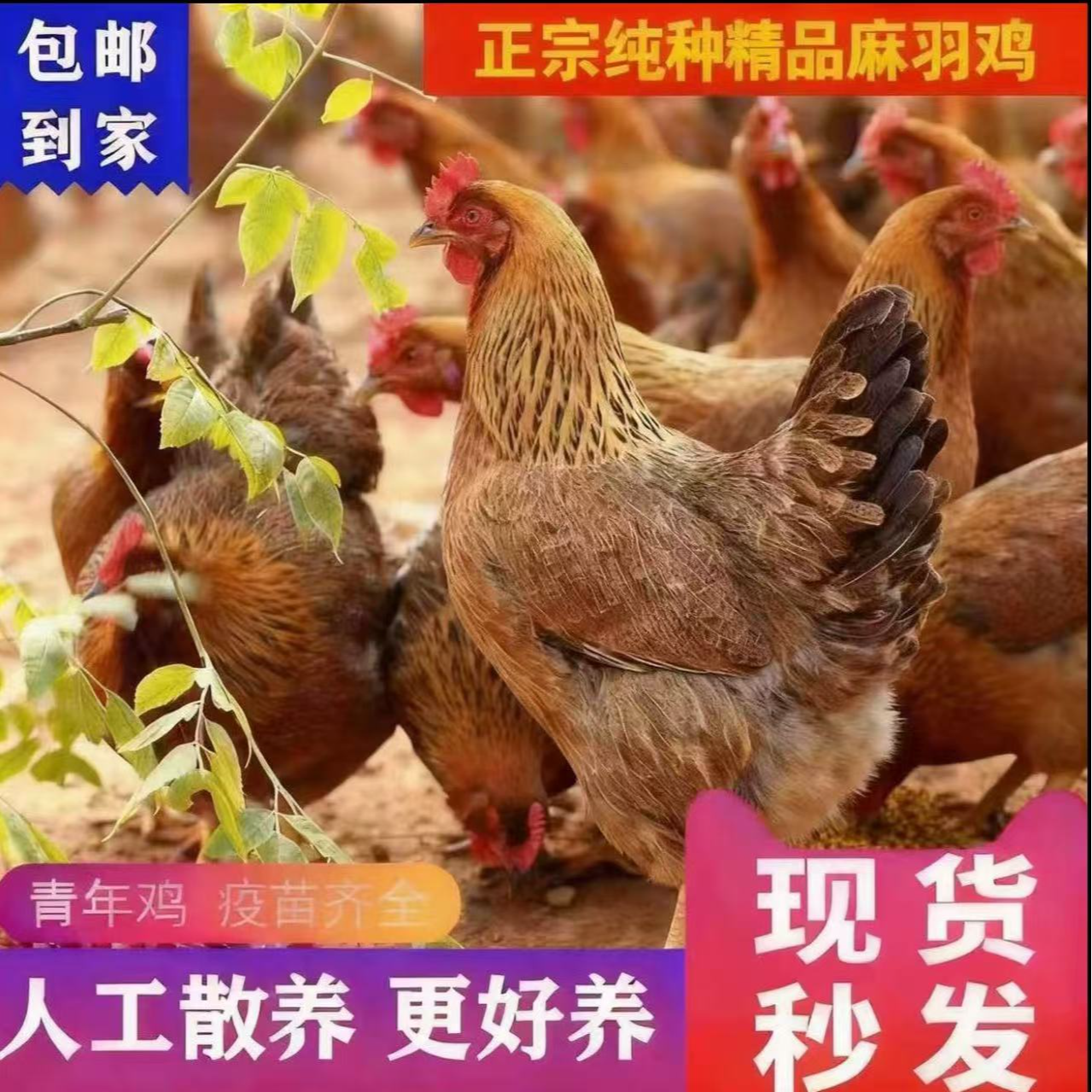 放养3年黄油老母鸡 带内脏 4只净重9-10斤    包冰率不含冰 包冰率不含冰