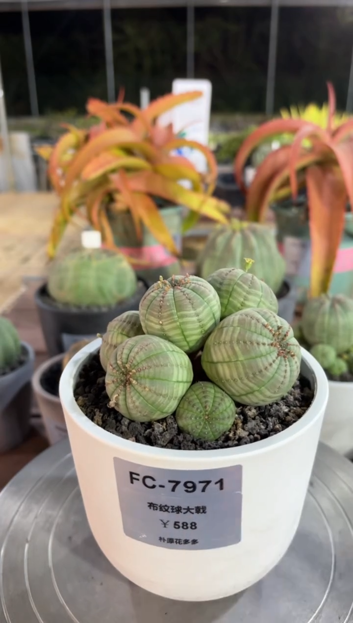 布纹球大戟FD-7971