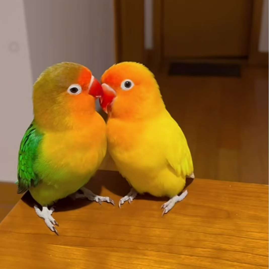 牡丹鹦鹉桃脸牡丹鹦鹉雏鸟幼鸟观赏鸟宠物鸟黄桃牡丹鹦鹉可教说话
