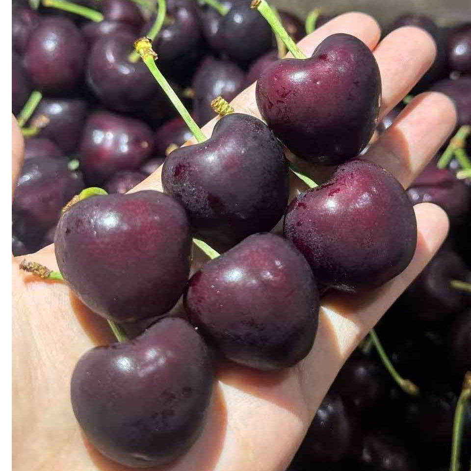 车厘子桑提娜 JJ 5斤 海运 （损耗十颗左右是正常范围）桑提娜智利