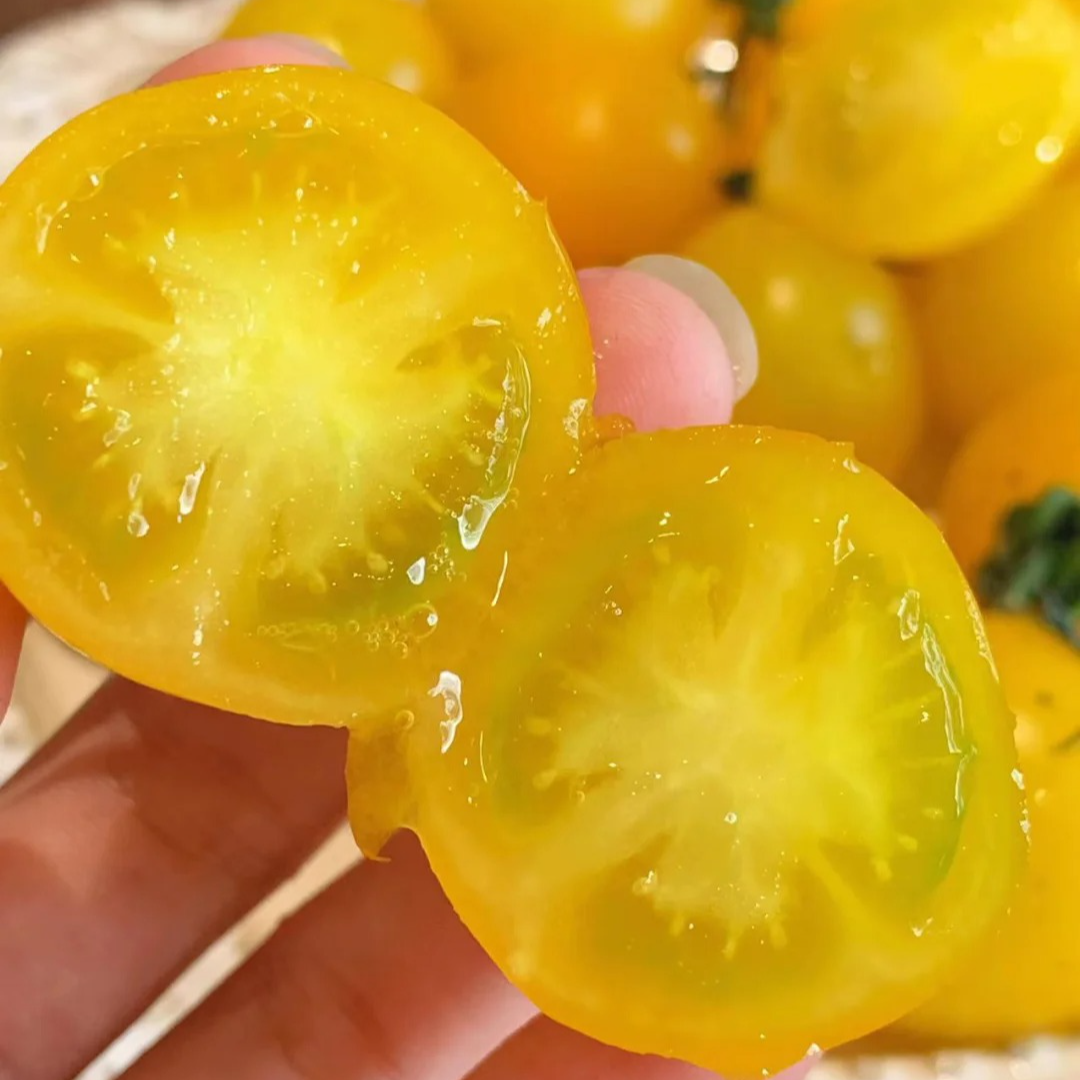【有柿子味】橙黄色小柿子超甜阳光小番茄净重4斤