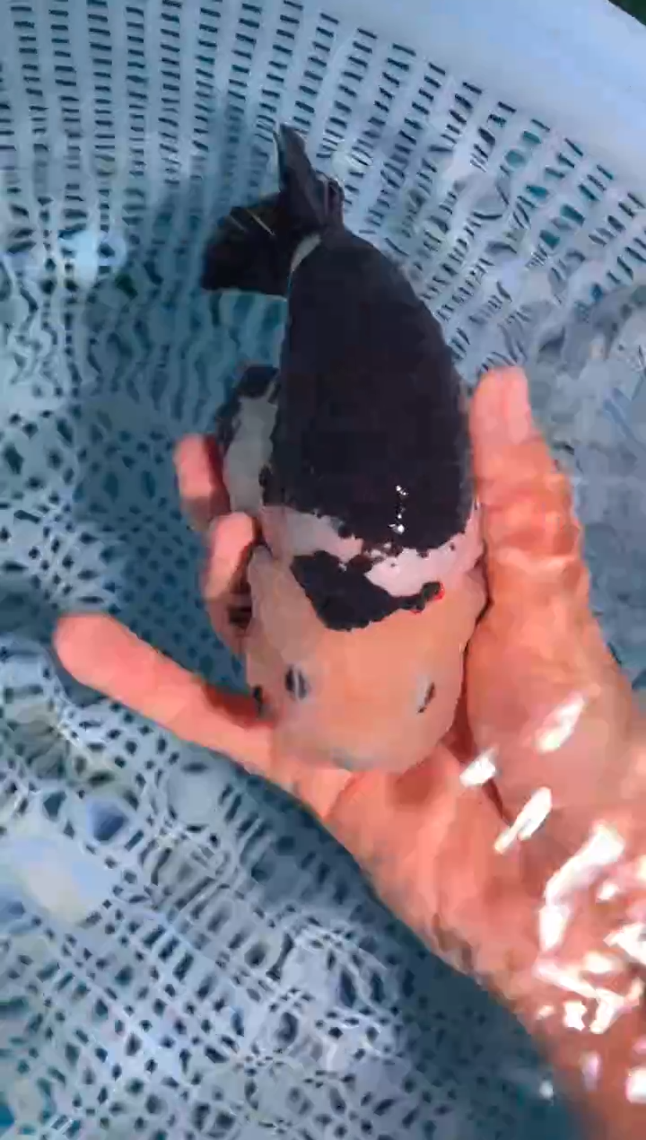 金鱼（运费到付，马印灯下展示）福州追鱼兰寿金鱼