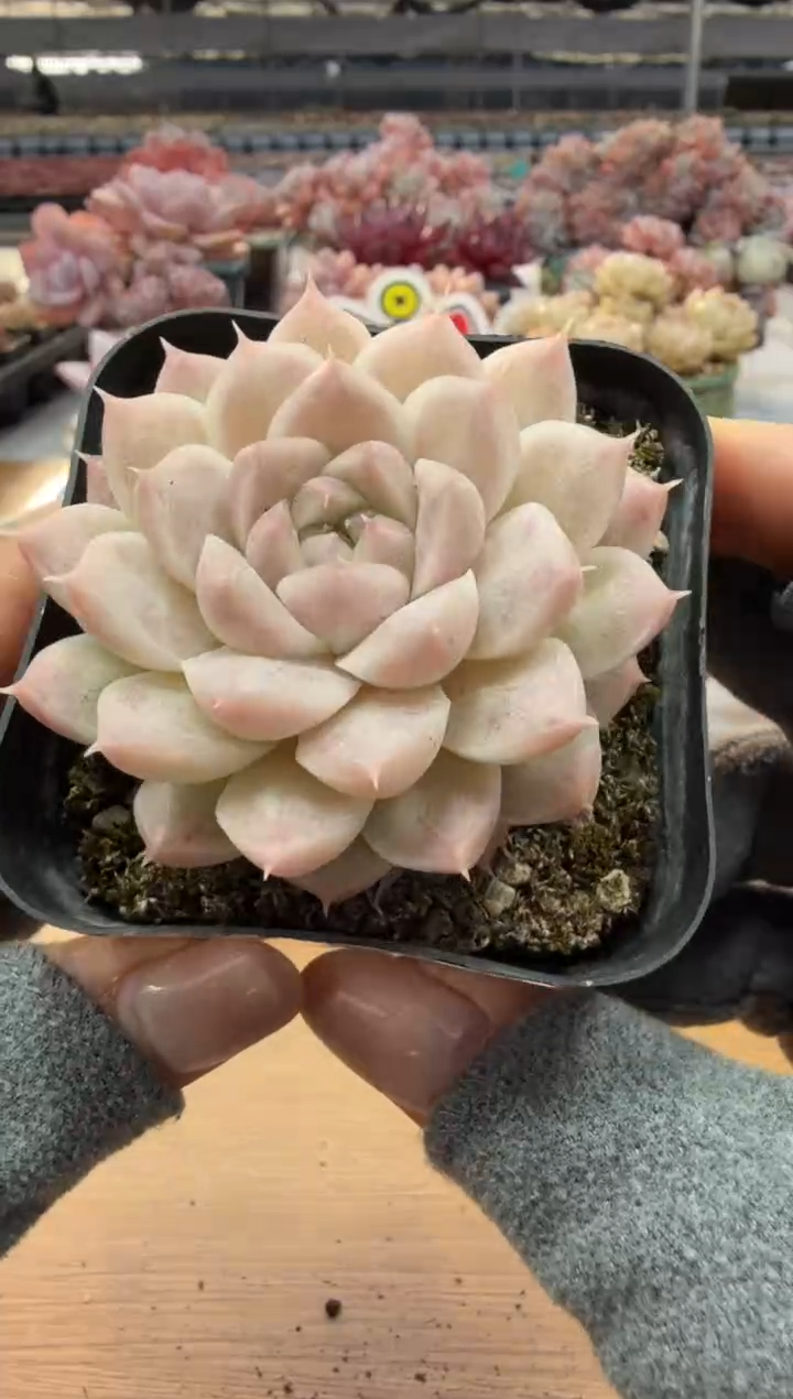 东云多肉园二店-26