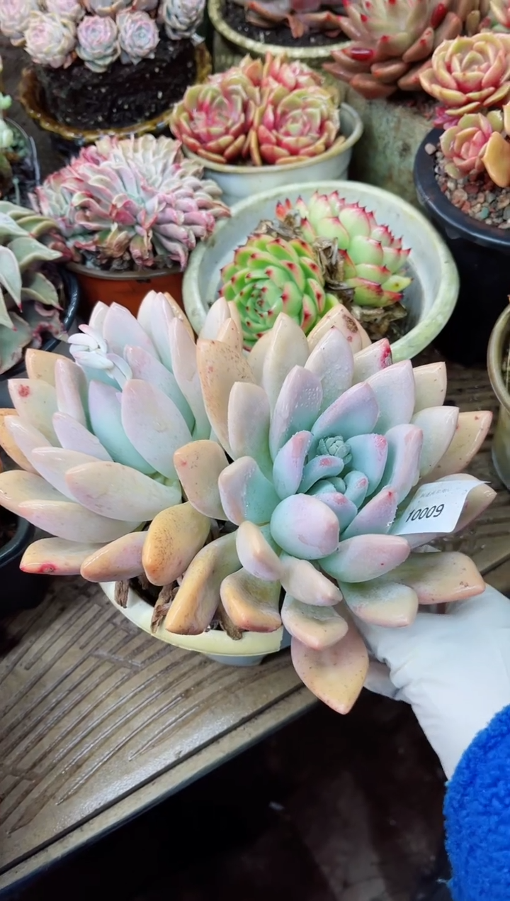 【闪购商品】10009多肉