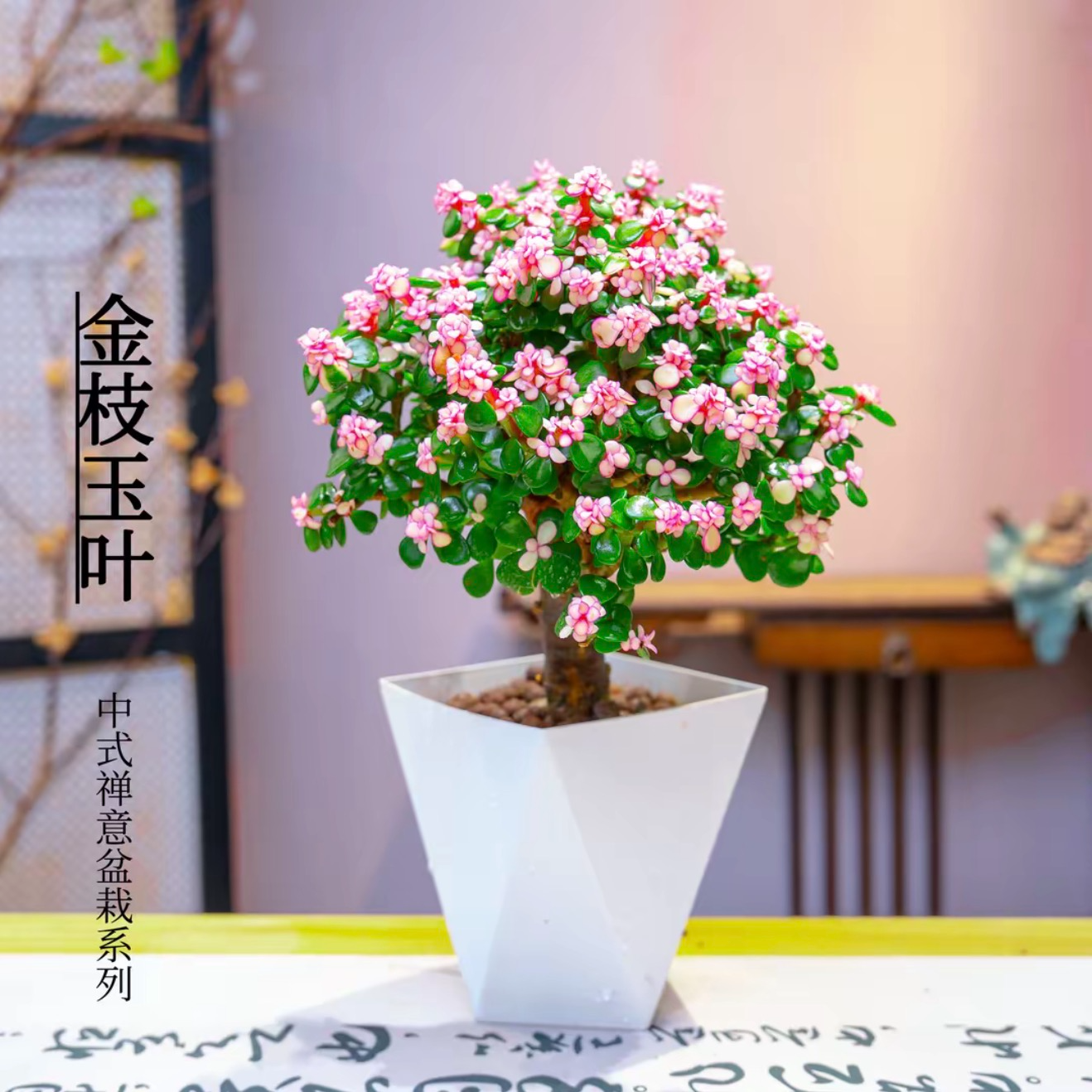 老桩棒棒糖款金枝玉叶老桩多肉植物室内外绿植花卉盆栽净化空气