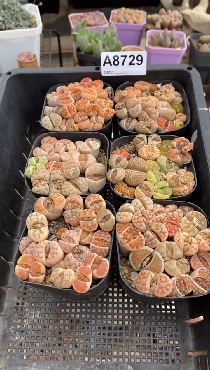 【闪购商品】8729直播一物一拍