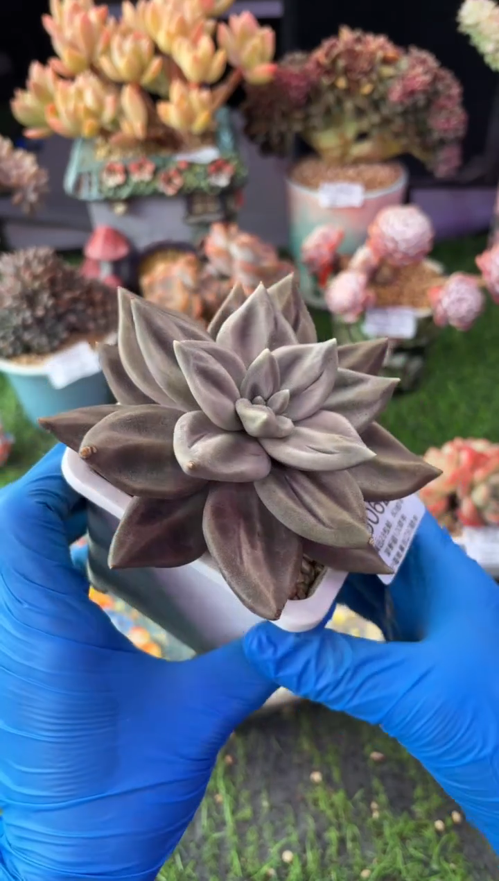 昆明印象多肉5062