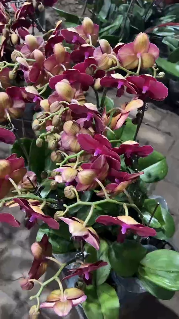 完全开放两单包邮。拉菲蝴蝶兰