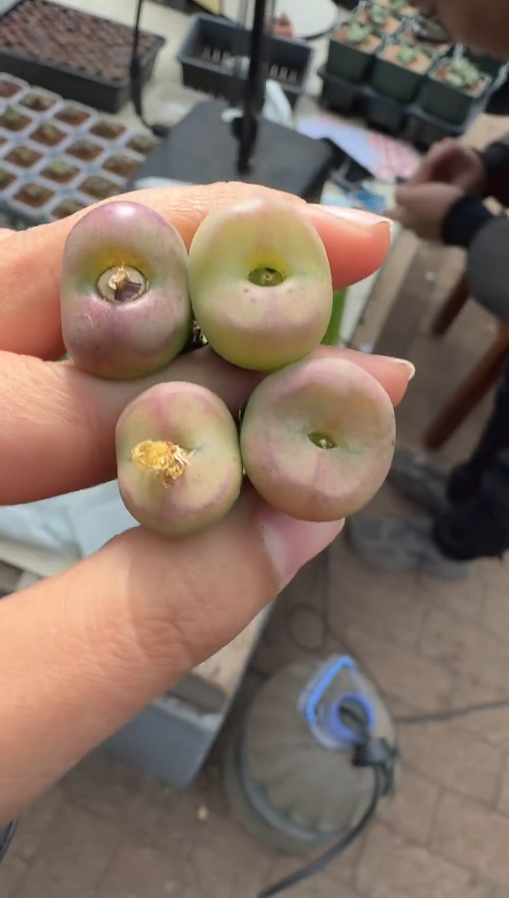 60多肉植物肉锥杂交一颗
