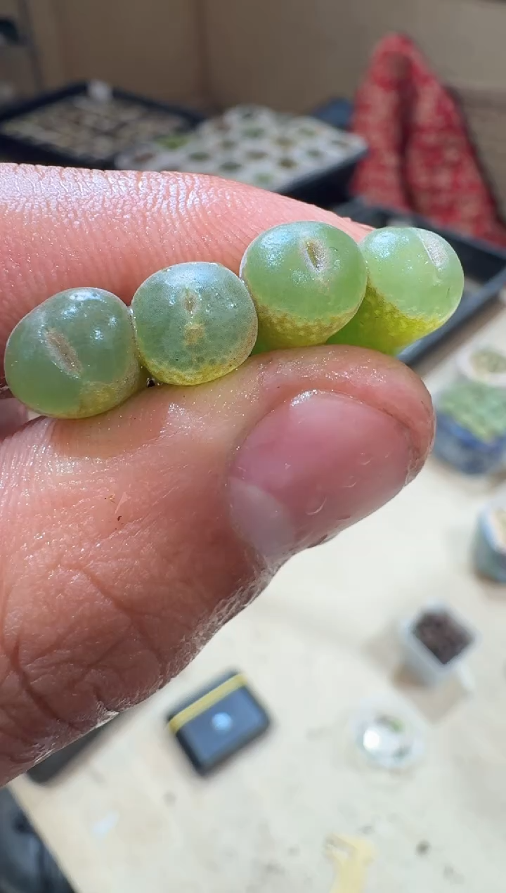 73多肉植物肉锥大头安格一颗