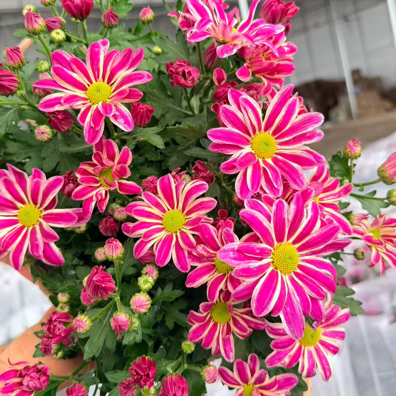 【彩虹滑滑梯】荷兰菊  盆栽花苗耐热耐寒多年生植物  新手易养护