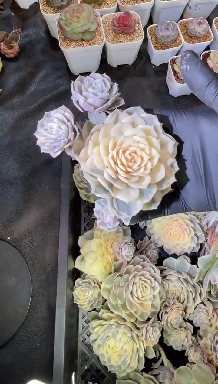 2540 飘枝昂锦5-7厘米 量拍发一颗