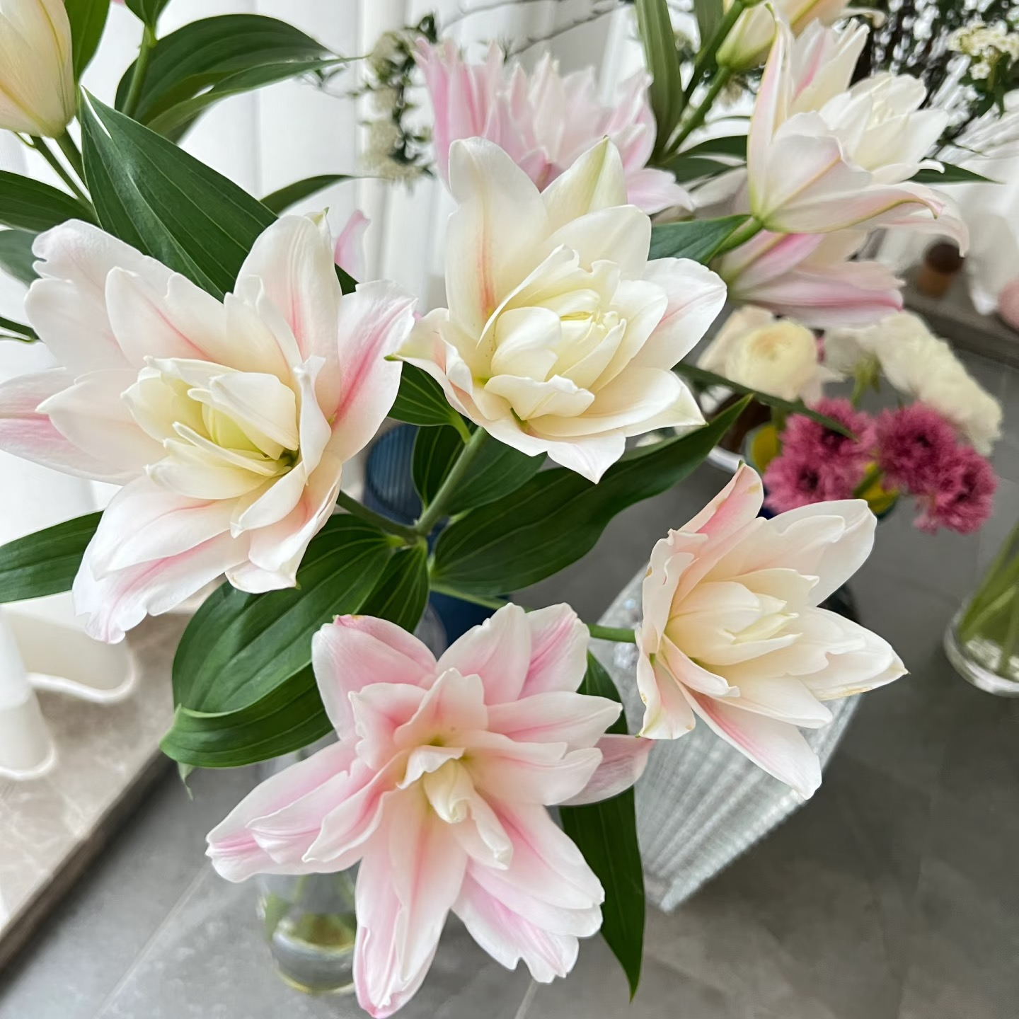 【种业粉雪百合】云南基地百合花鲜花瓶插水养香水重瓣百合