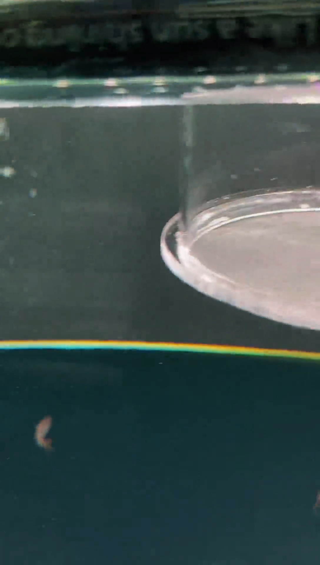 灯科鱼我****1杂鱼*1