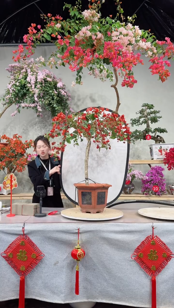 【闪购商品】盆景不甜西瓜