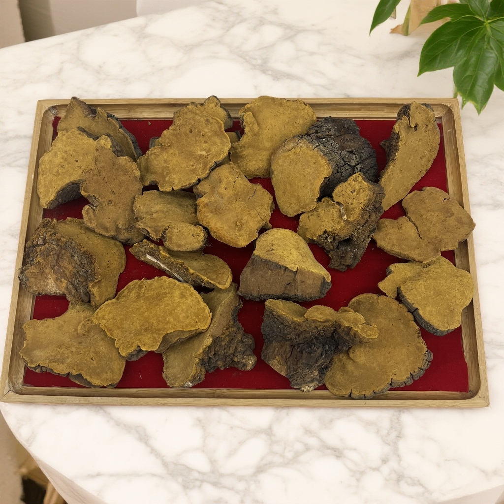 西藏精选野生桑黄灵芝适合泡水饮用