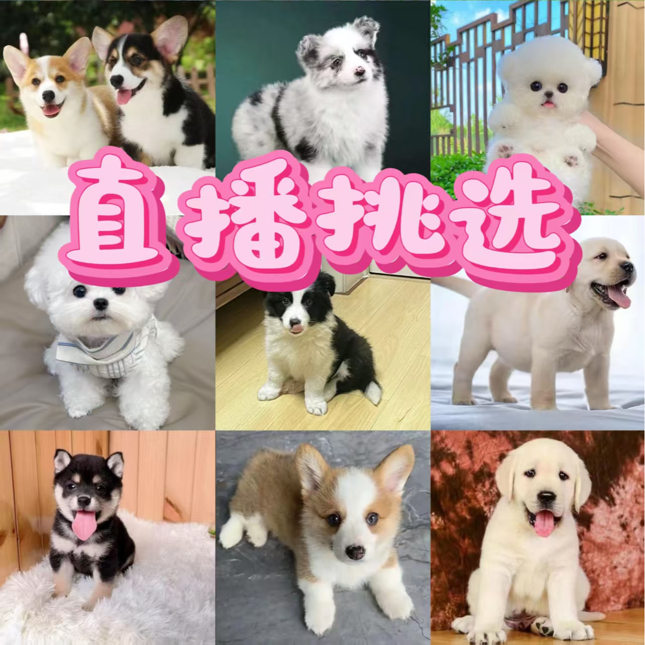 直播间挑选超萌可爱混血狗狗比熊博美泰迪熊柯基边牧金毛拉布拉多