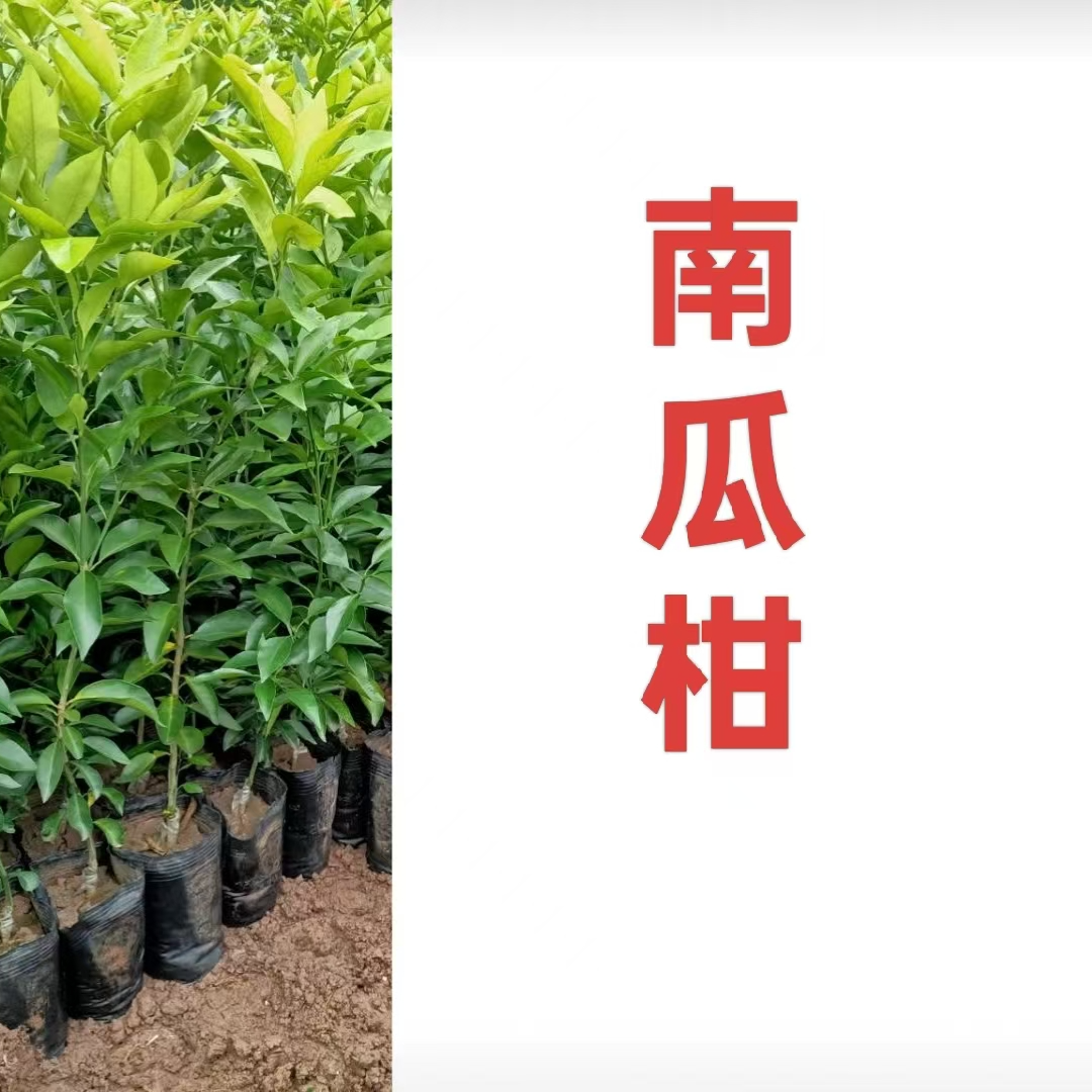【南瓜柑】无纺布原杯原土盆栽地栽苗