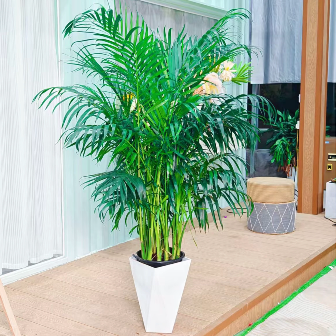 1.3米- 1.5米富贵椰子树盆栽大型室内绿植好养净化空气四季
