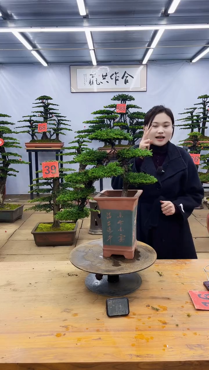 【闪购商品】高端盆景一物一拍，所见即所得