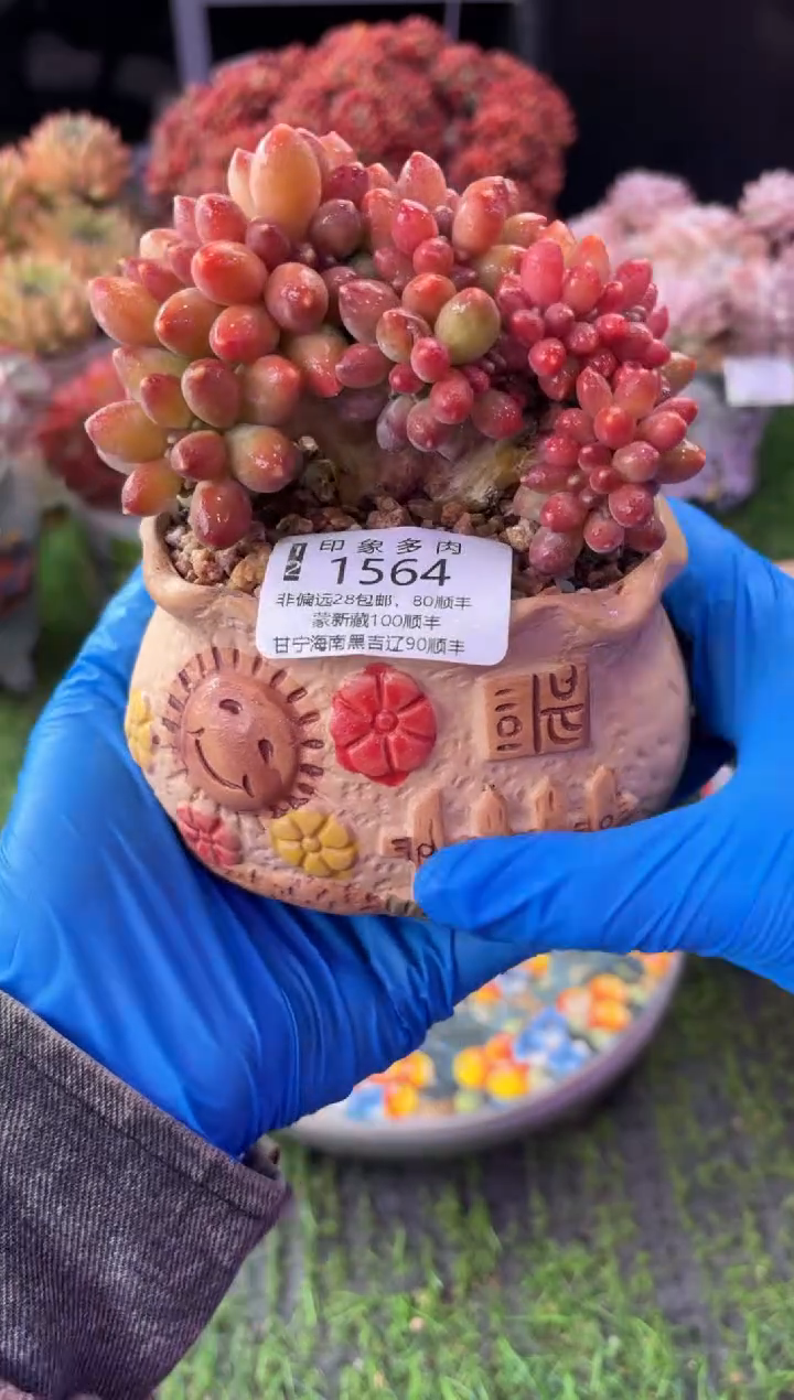 昆明印象多肉1564