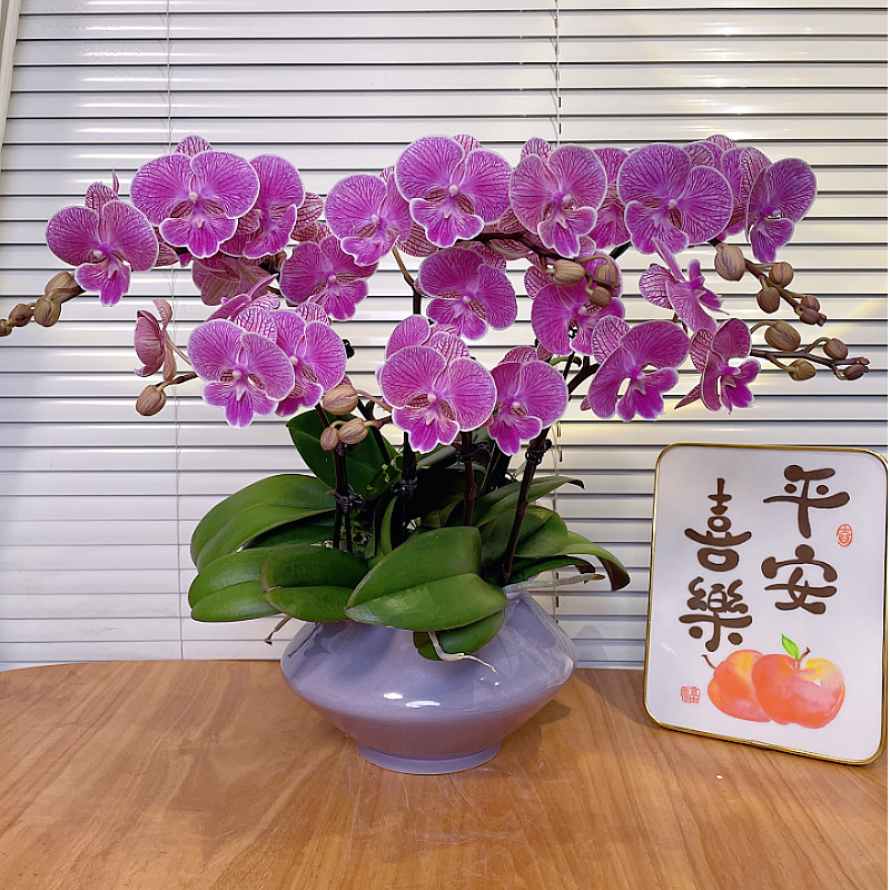 【红袍-蝴蝶兰】 高端鲜花 家居摆件 易养花期长 基地直发 