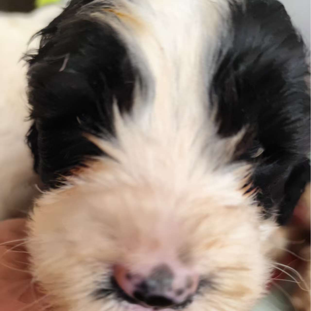 可卡布幼犬家庭宠物