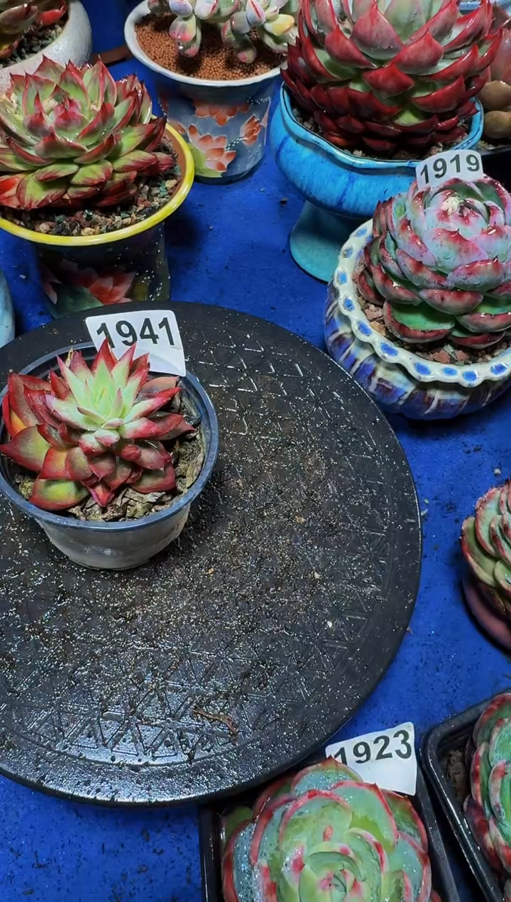 【闪购商品】1941惊鸿仙子（裸根发货）