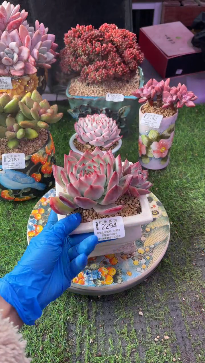 昆明印象多肉2294