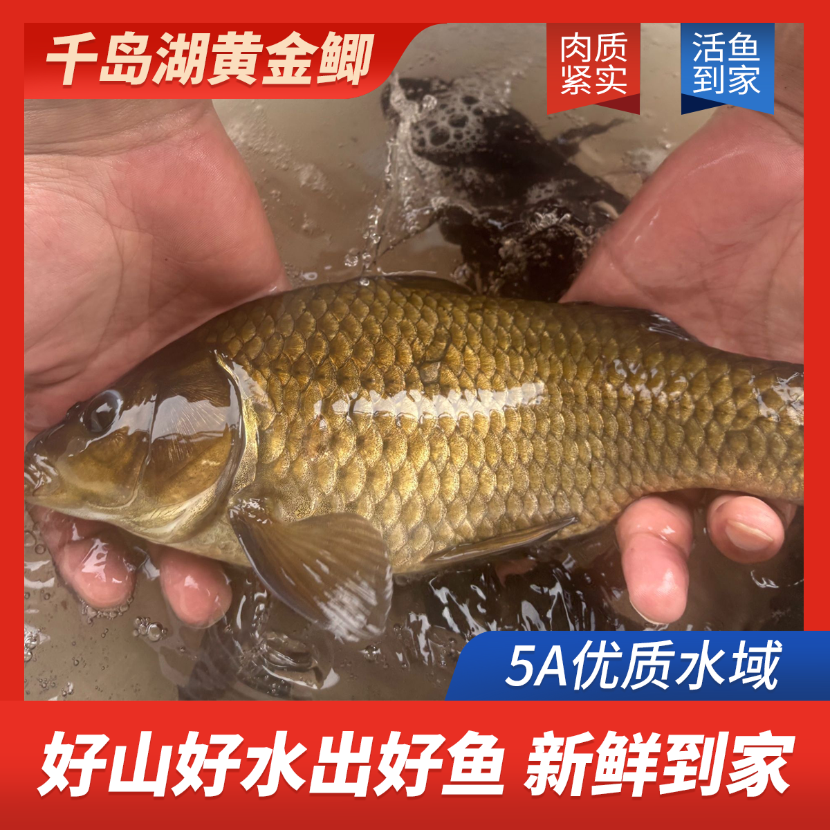 【大鲫鱼】千岛湖黄金大鲫鱼肉质鲜嫩红烧炖汤活鱼现捕捞现发货顺丰活鱼送到家