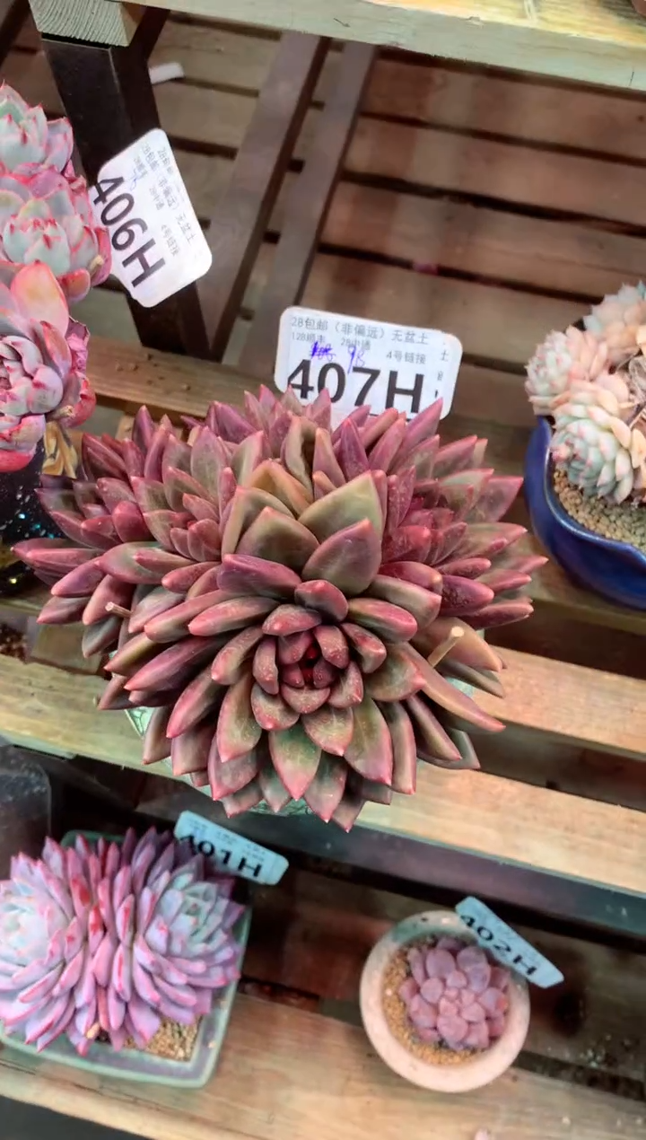 407H（一物一拍，精品多肉，w所见即所得 ）