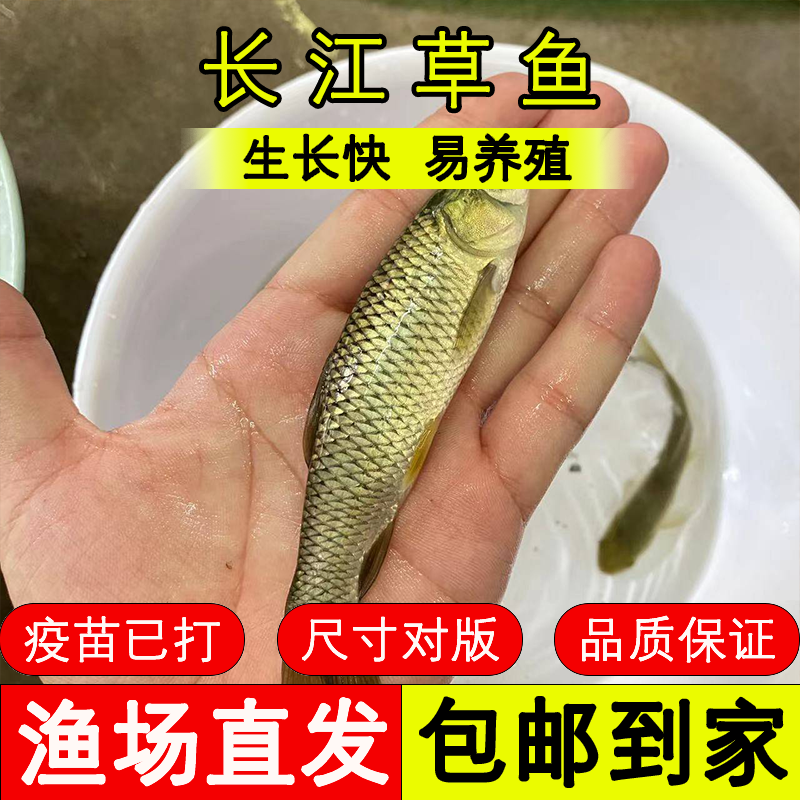 四川鱼苗 草鱼 好养殖