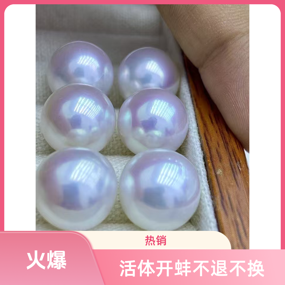 【白色】活体开蚌不退不换