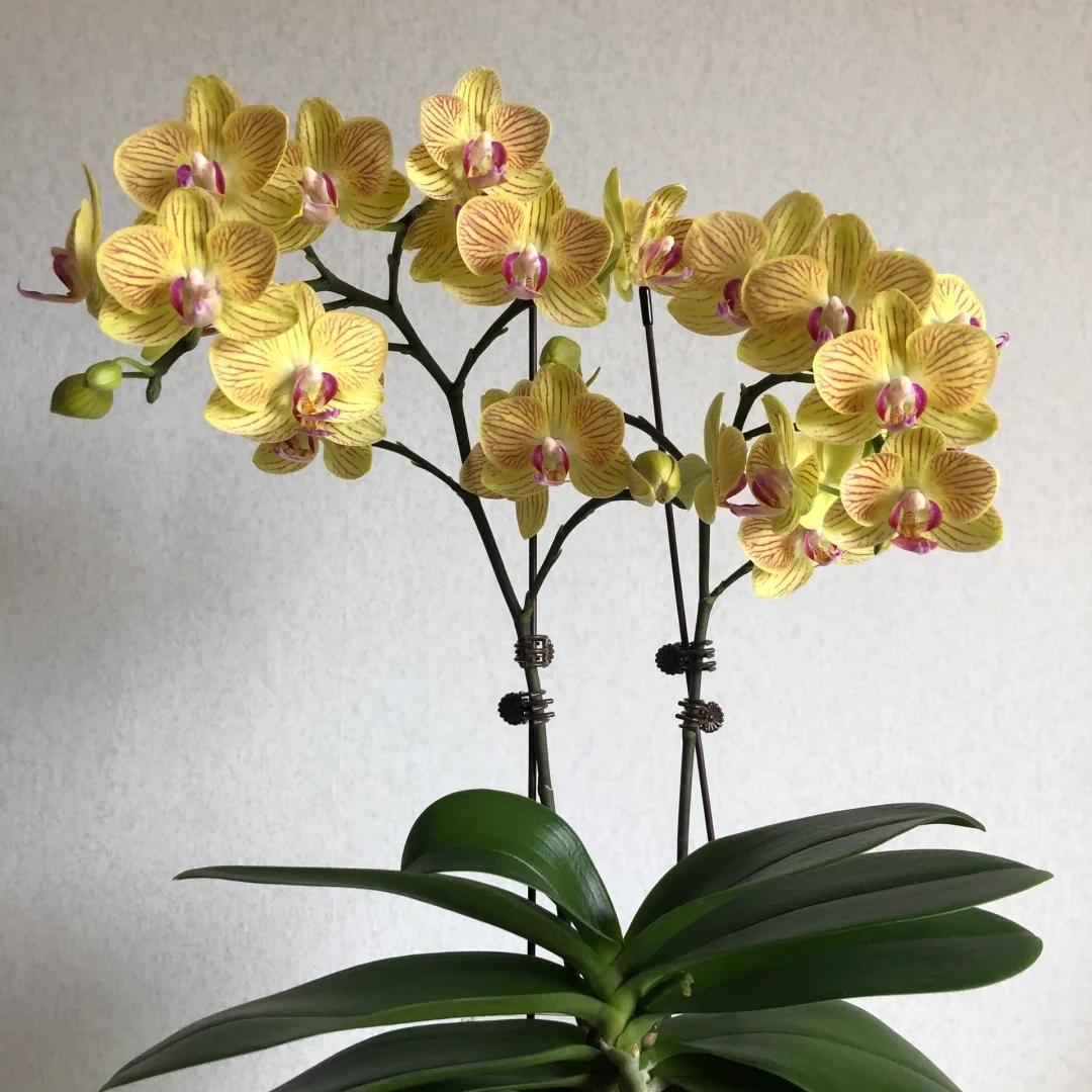 至臻【利马-个别掉花】蝴蝶兰花卉