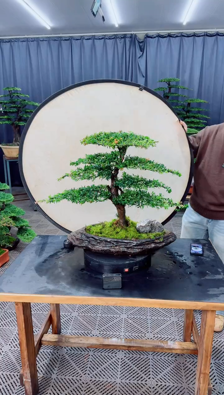 无花朵盆景......