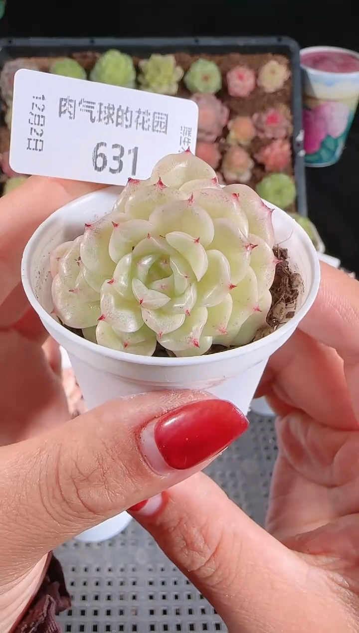 1202-631多肉群生不包整