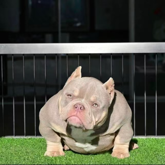 浩哥家的专属恶霸犬