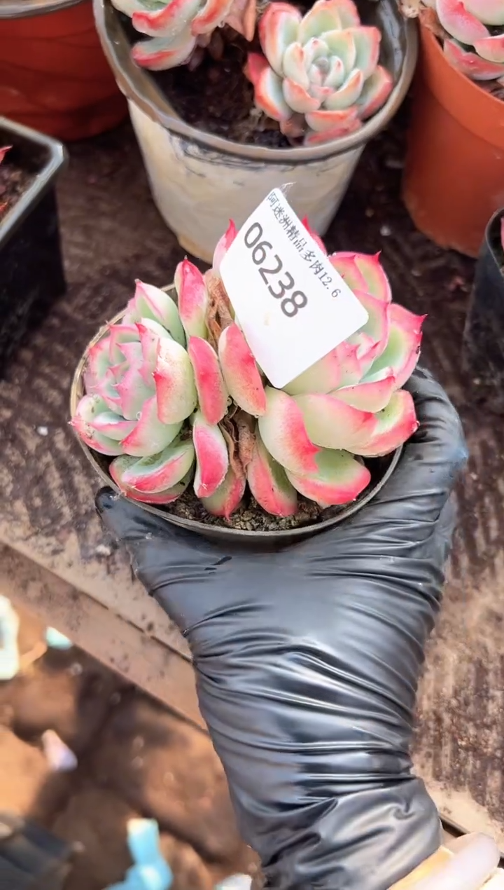 呆***桑多肉植物一物一拍06238