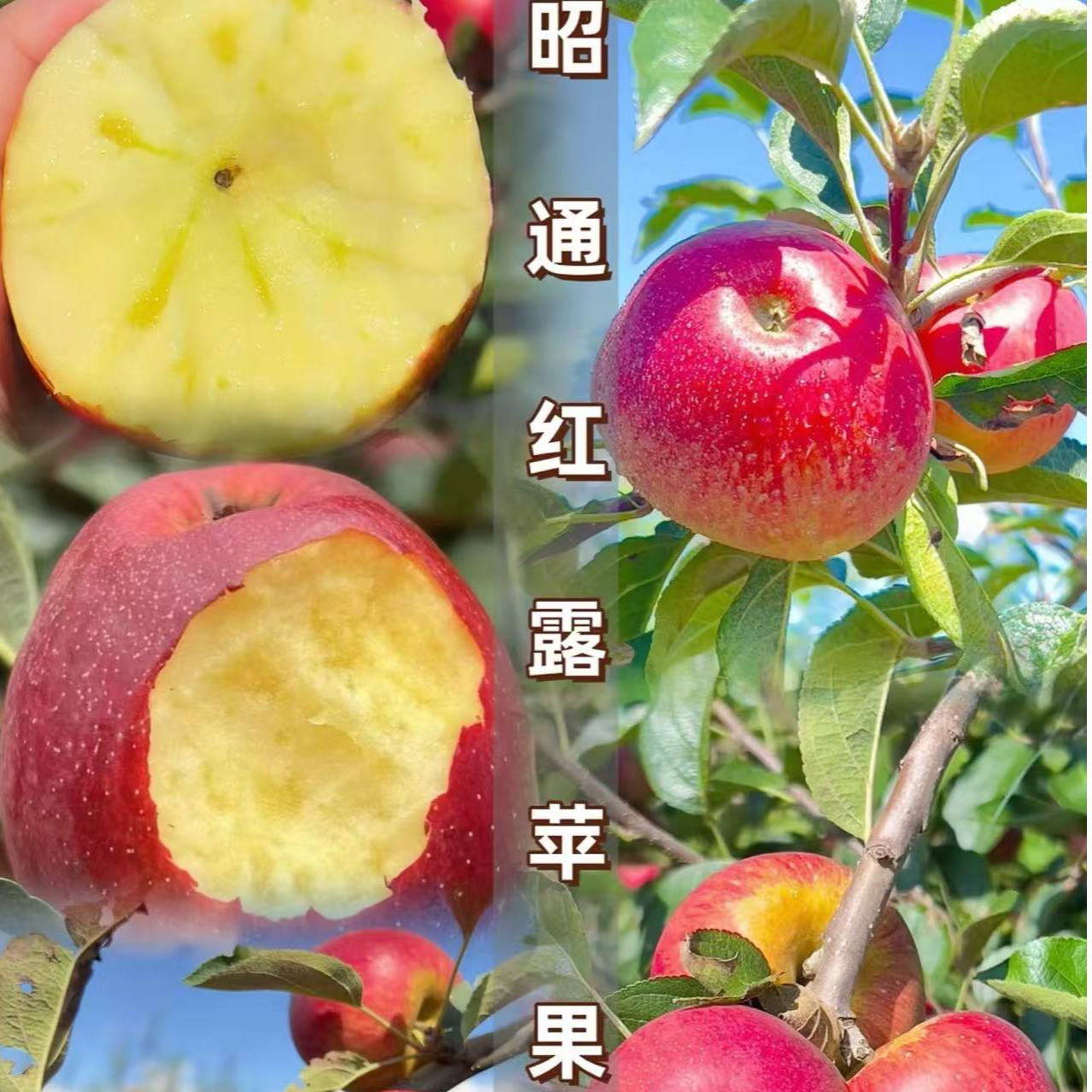 云南昭通红露冰糖心丑苹果脆甜多汁高原种植新鲜现摘水果
