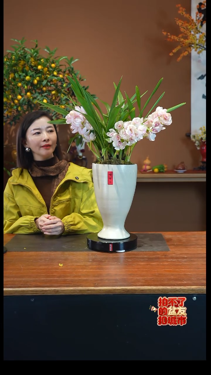 全部花朵小仙女盆景盆景盆景