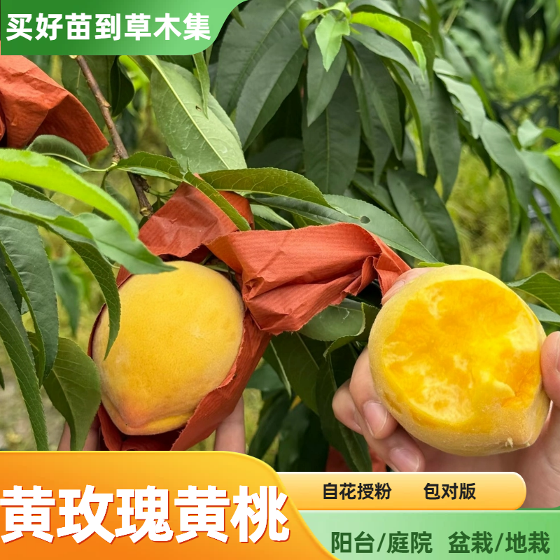 【黄玫瑰黄桃】裸根苗精品草木集果苗浓甜多汁高糖地栽盆栽自花授粉