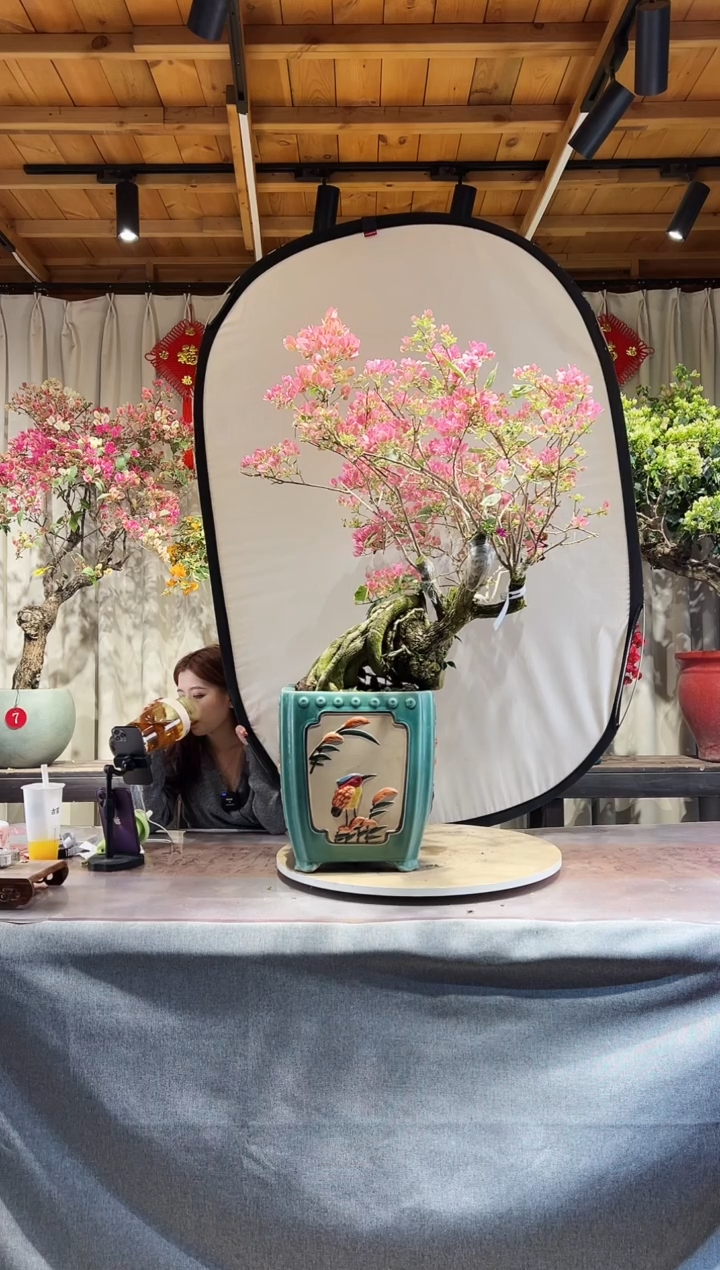 【闪购商品】盆景小斑叶丽人